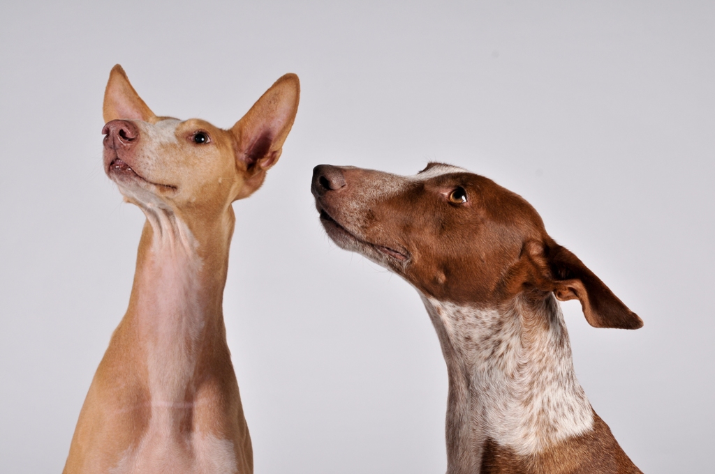 Marions Hundeschule Wiesbaden